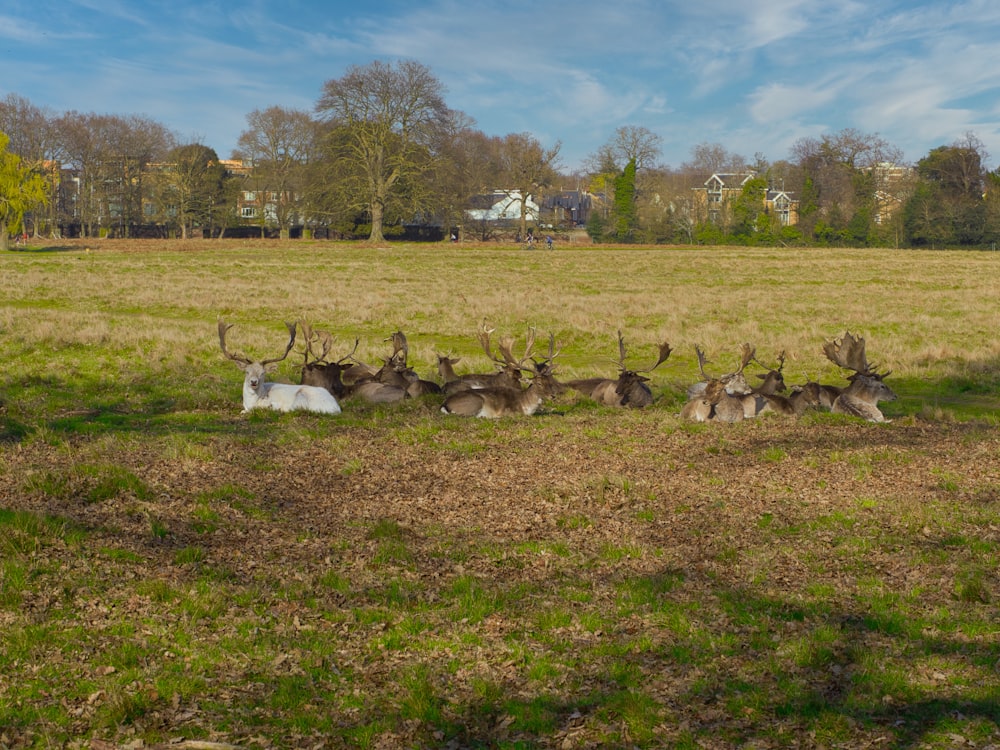 a herd of deer laying on top of a lush green field