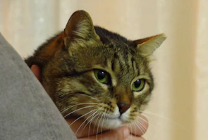 A curious tabby cat being lovingly examined by a vet technician with a stethoscope.