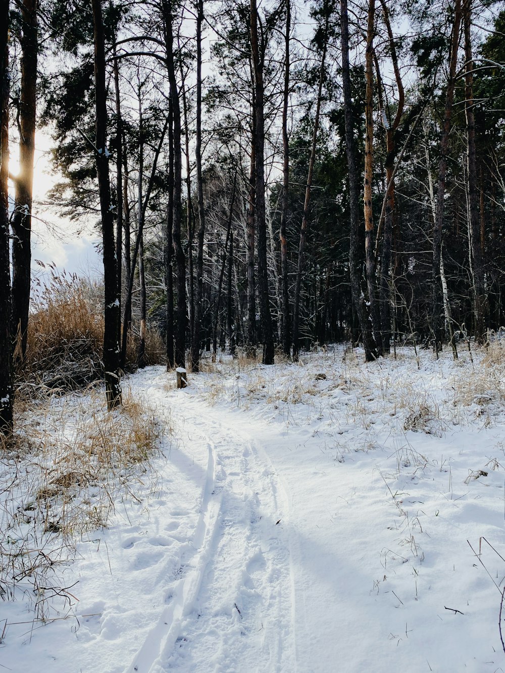 a snow covered path in the middle of a forest