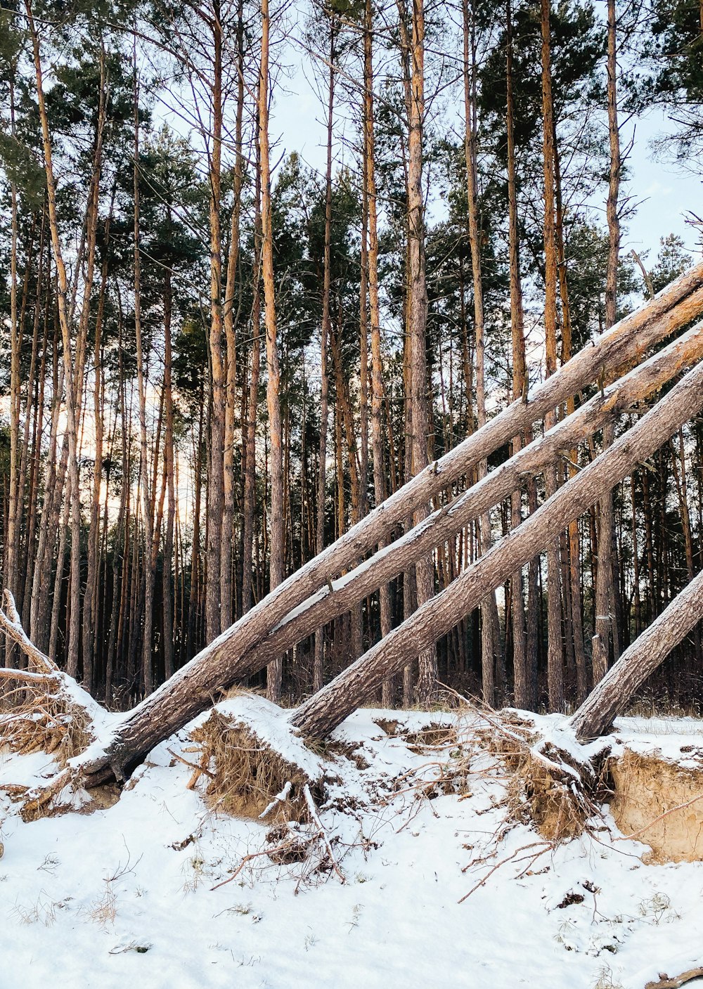 a bunch of trees that are in the snow