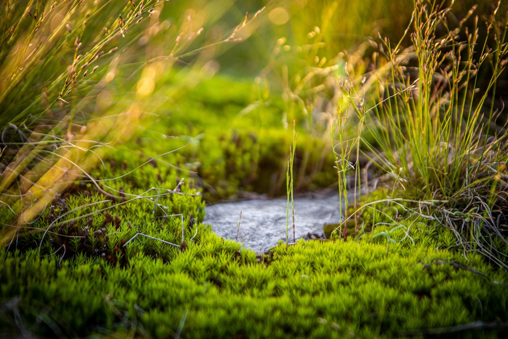 a close up of a patch of grass with water in it