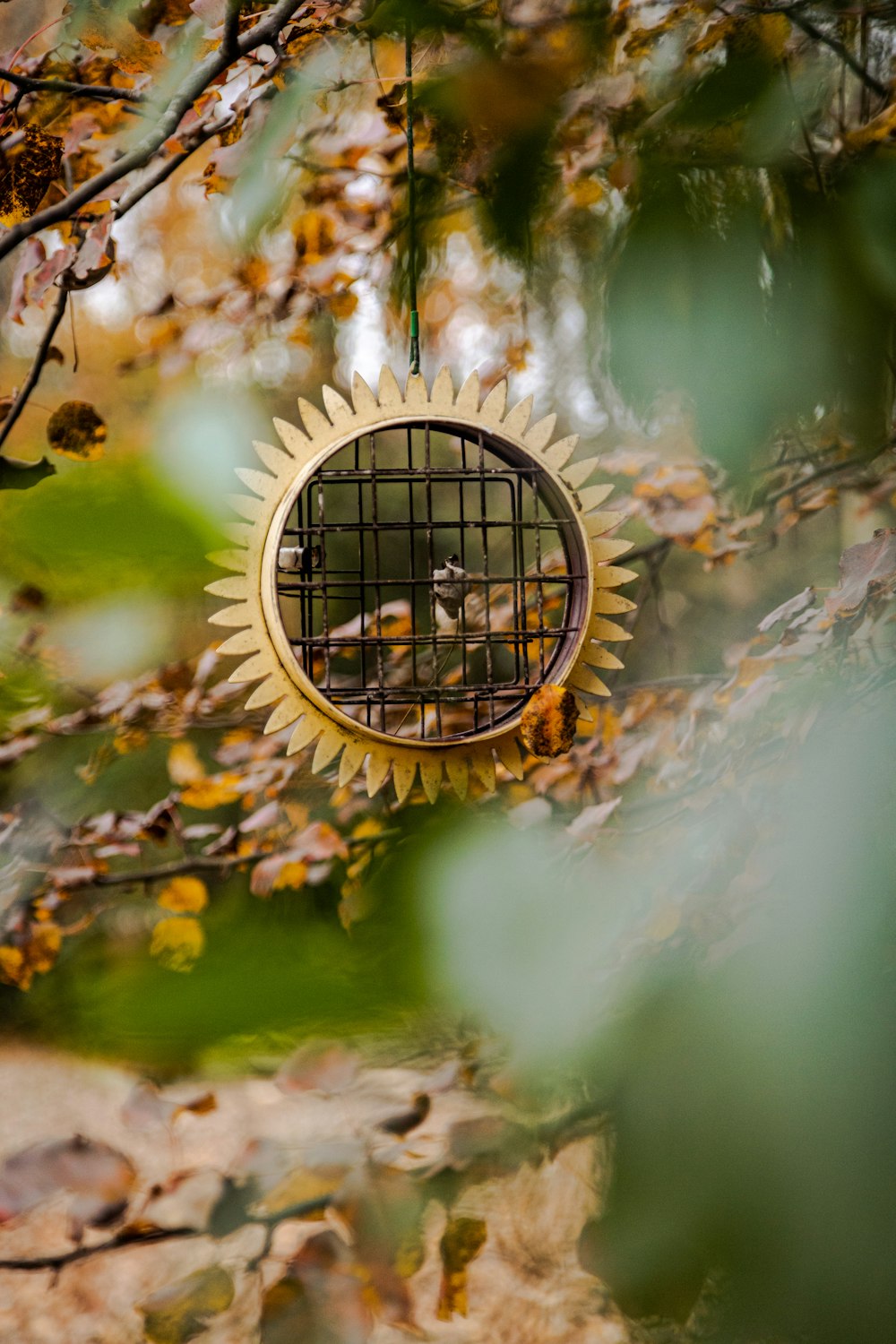 a bird in a cage hanging from a tree