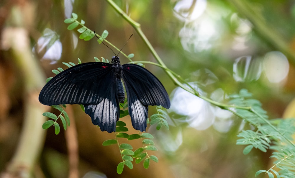 a black butterfly sitting on top of a green plant