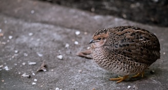 a small bird is sitting on the ground