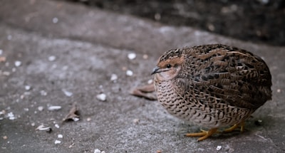 a small bird is sitting on the ground