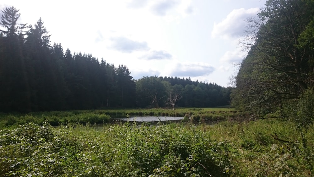 a pond surrounded by tall grass and trees