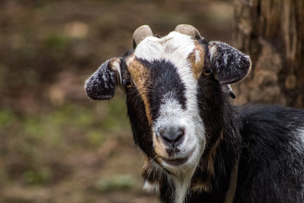 a close up of a goat near a tree