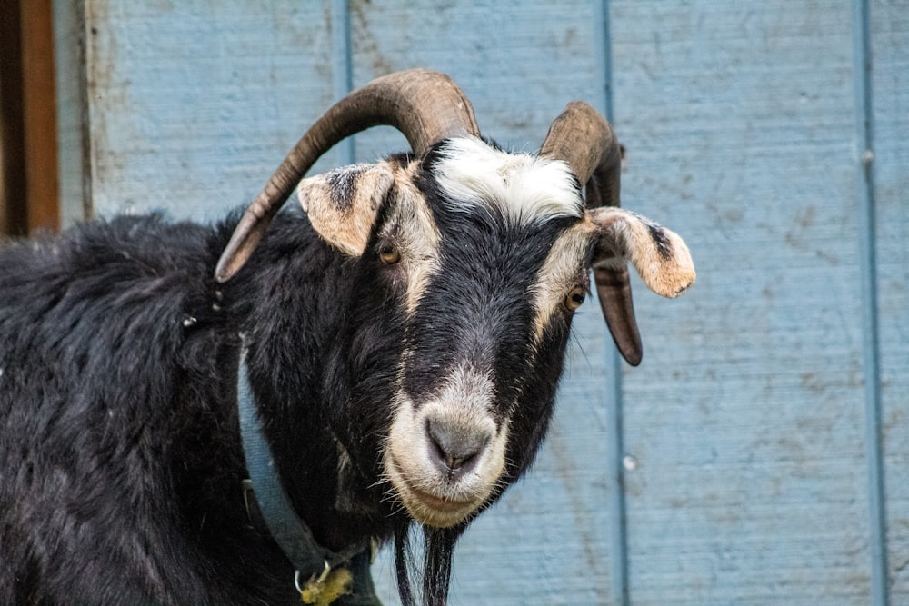 a goat with horns standing in front of a blue door