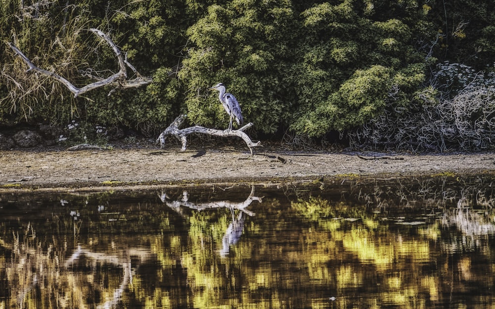 a bird sitting on a tree branch next to a body of water