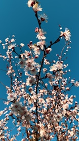 a tree with lots of white flowers in front of a blue sky