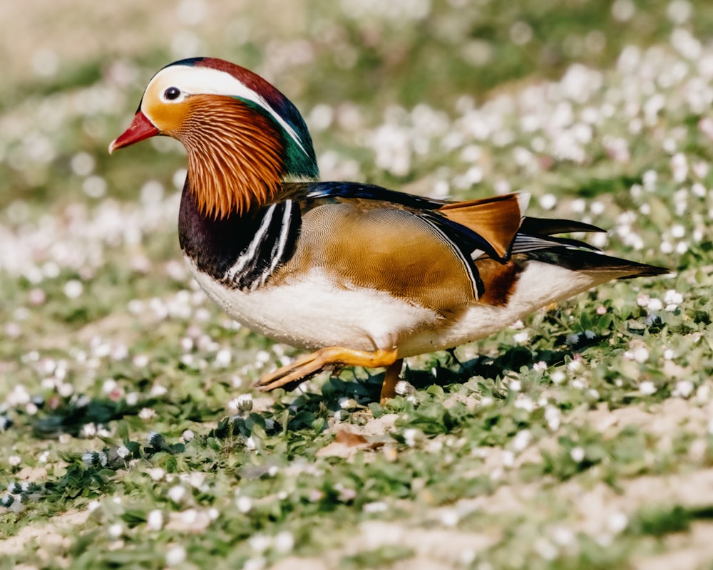 a colorful bird standing on a patch of grass