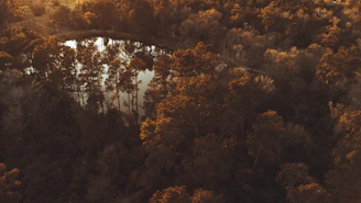 A serene aerial view of Bogor's lush greenery captured by a drone at sunset.