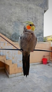 Photo of Our Pet Bird "Mau" on a wire by Saqib Iqbal Digital.Normal grey cockatiel is the original cockatiel of all cockatiel color mutations. They mostly have grey plumage and round patches of orange color.Normal Grey CockatielAll types of cockatiel parrots are cockatiel color and genetic mutations, excluding the normal grey parrots.Therefore, the system of cockatiel mutations starts to form the normal grey cockatiels that show wild type color. It’s also, Cockatiels mutation with beautiful Cockatiel colors. 