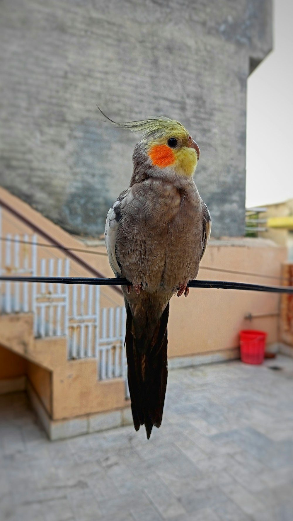 a bird sitting on a wire with a building in the background