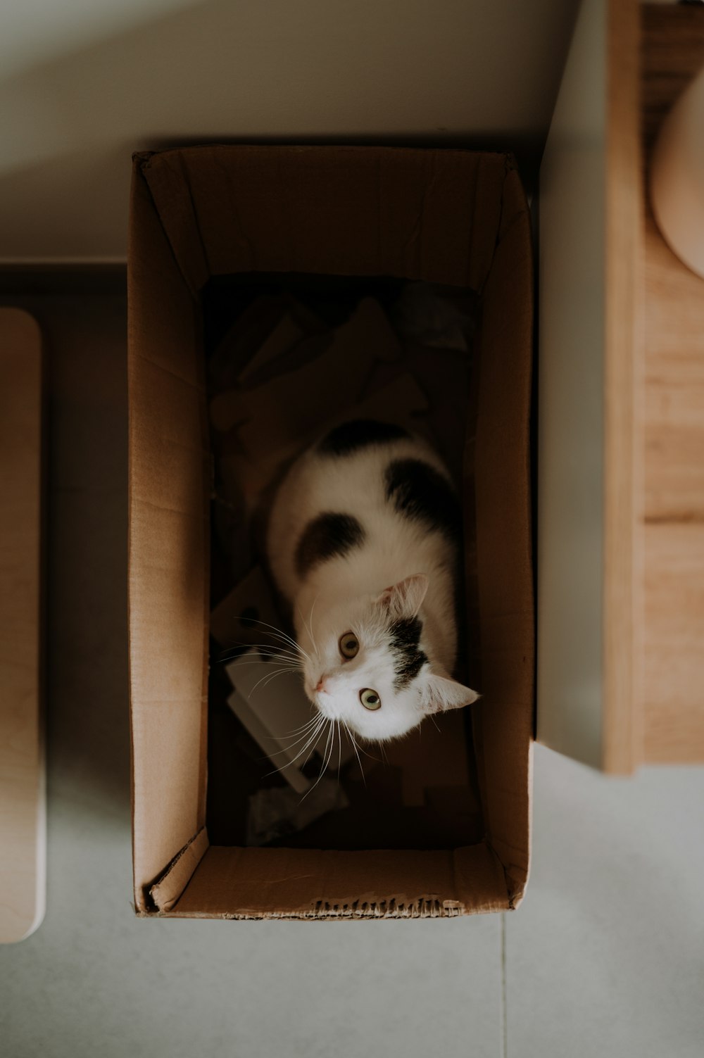 a black and white cat laying in a cardboard box