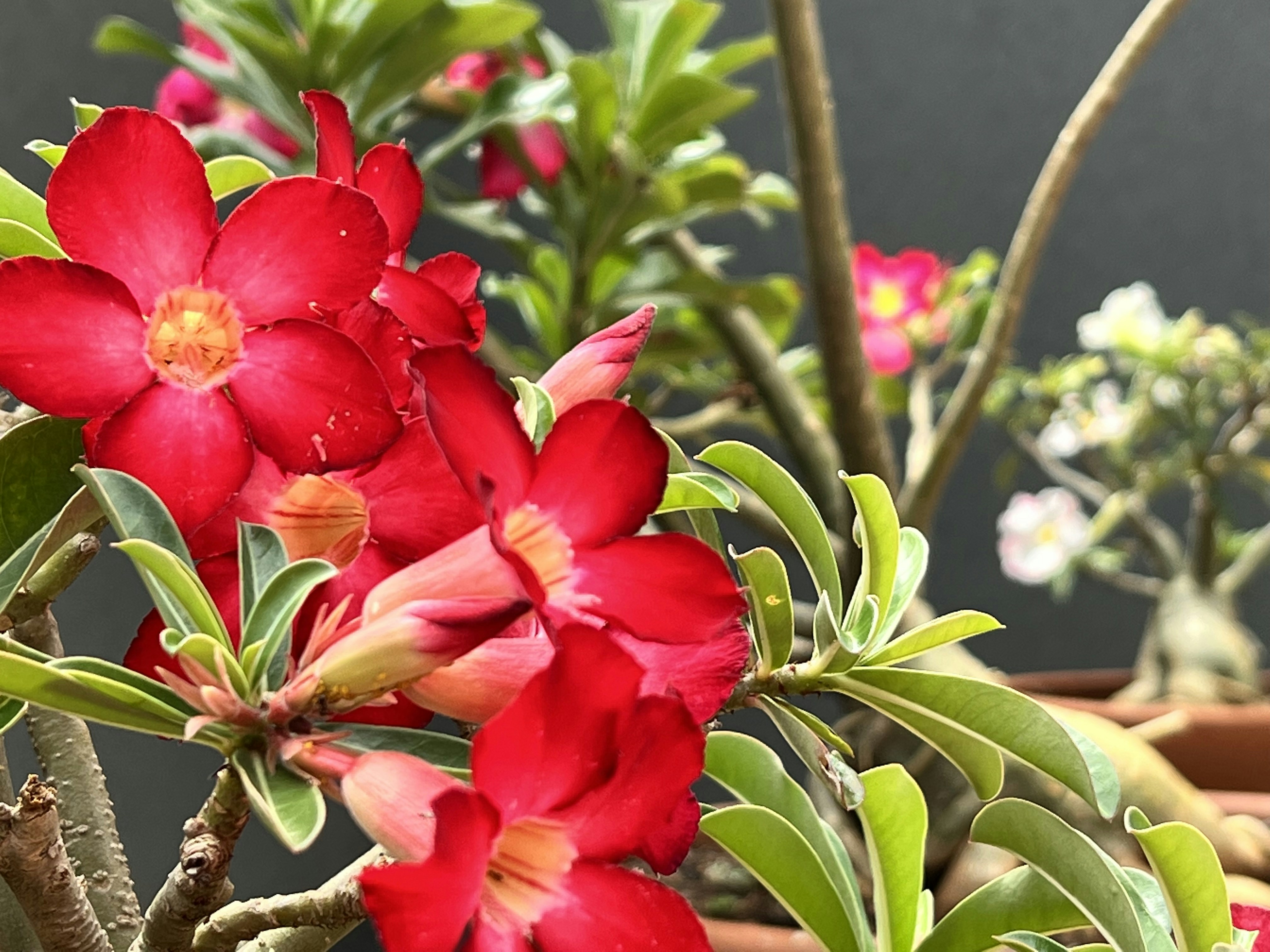 Photo by samcagnolati