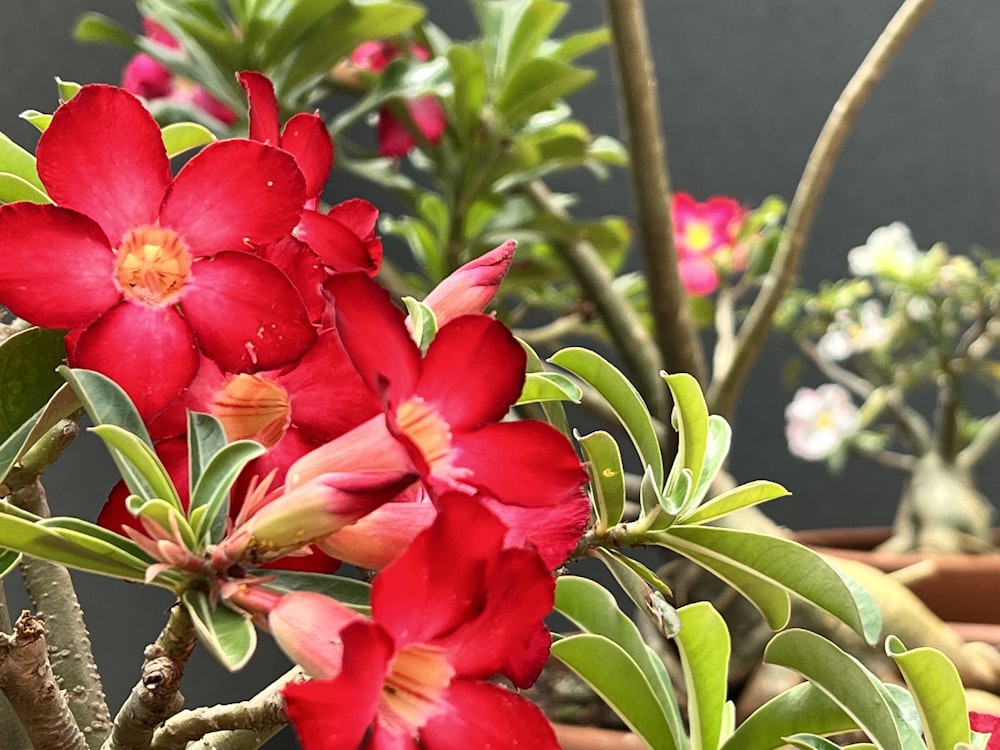 un ramo de flores que están en una maceta