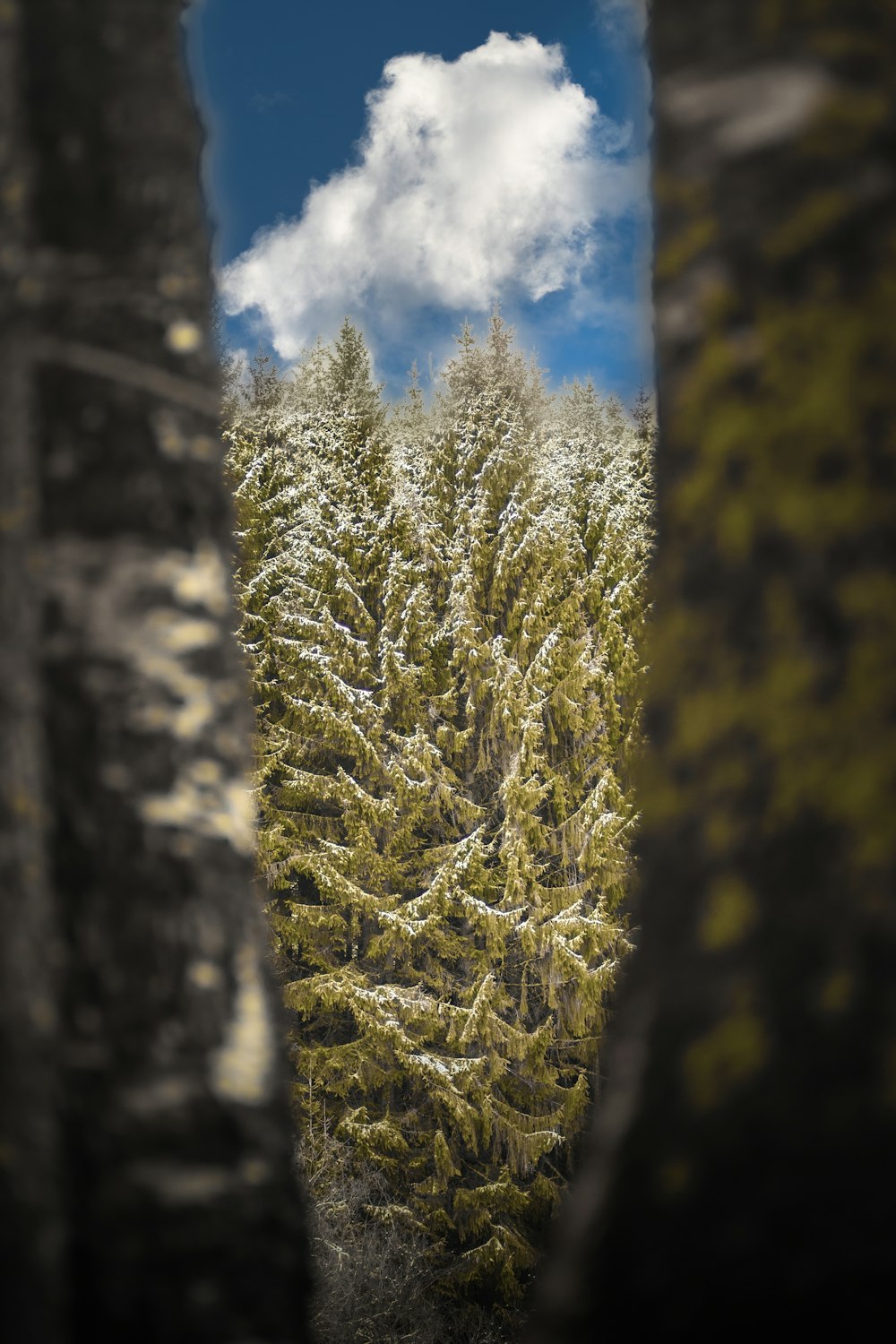a snow covered pine tree seen through a hole in a stone wall