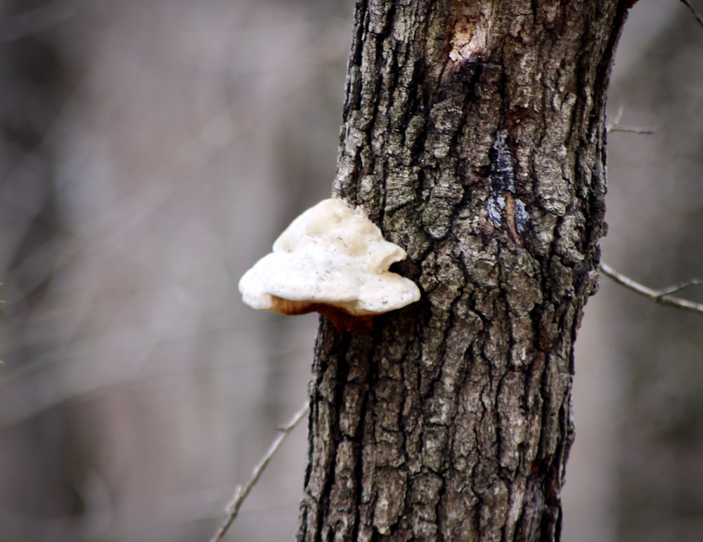 a white mushroom on a tree in the woods