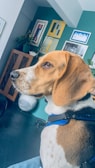 A beagle dog with a brown, black, and white coat is sitting indoors, wearing a blue harness. The modern room features decorative elements such as framed artwork on green walls, a wooden cabinet, and various plants, creating a cozy and stylish atmosphere.