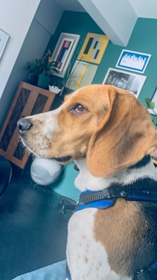 A beagle dog with a brown, black, and white coat is sitting indoors, wearing a blue harness. The modern room features decorative elements such as framed artwork on green walls, a wooden cabinet, and various plants, creating a cozy and stylish atmosphere.