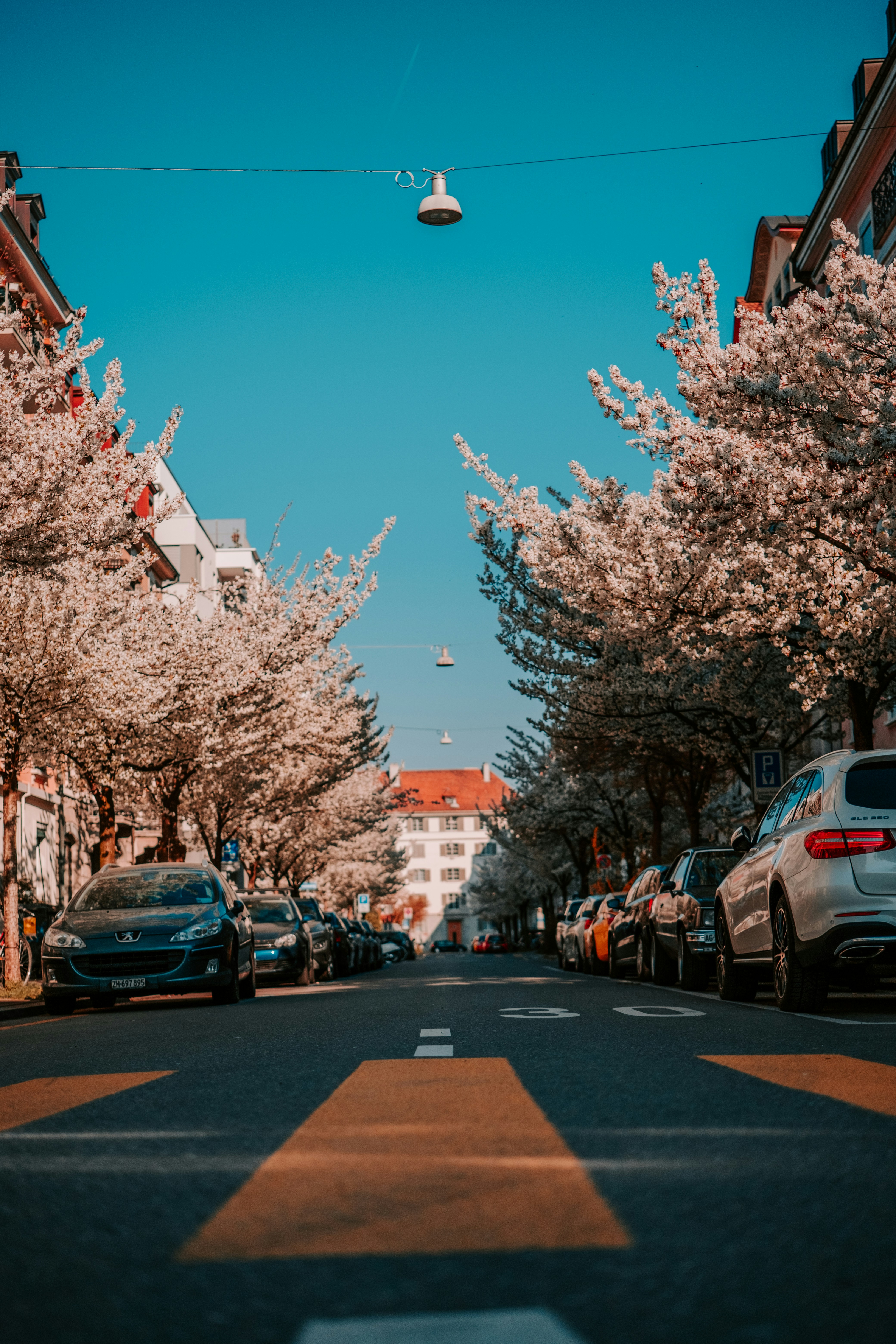 A street lined with parked cars and flowering trees photo – Free Blue ...