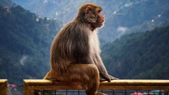 a monkey sitting on a fence looking out over a valley