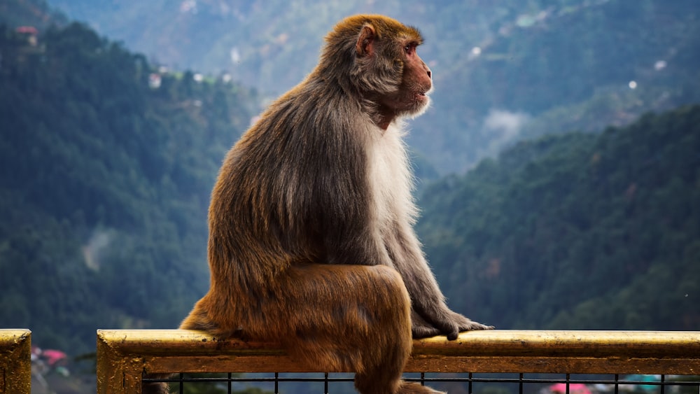 a monkey sitting on a fence looking out over a valley
