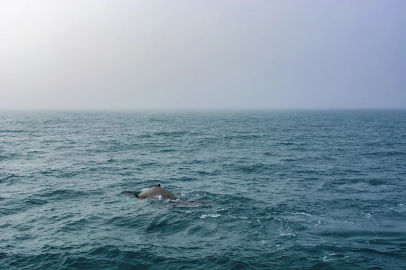 Humpback whale breaching off Sydney coastline
