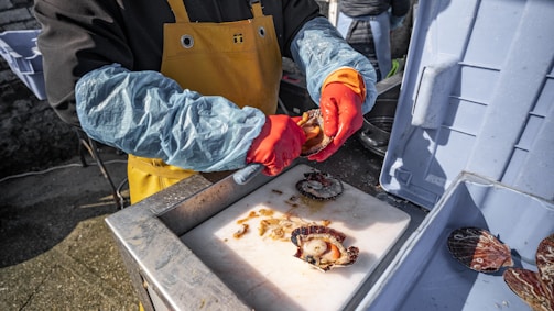 A person wearing yellow overalls, protective blue sleeves, and orange gloves is shucking scallops over a white cutting board. The setup includes a metal sink and an open cooler, suggesting a seafood preparation task, possibly outdoors.