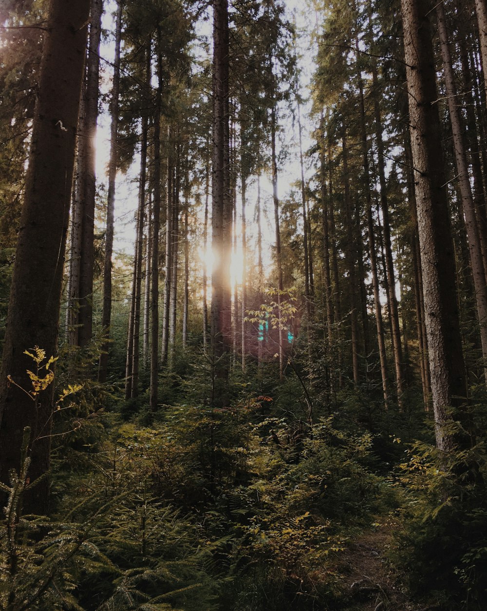 the sun is shining through the trees in the forest