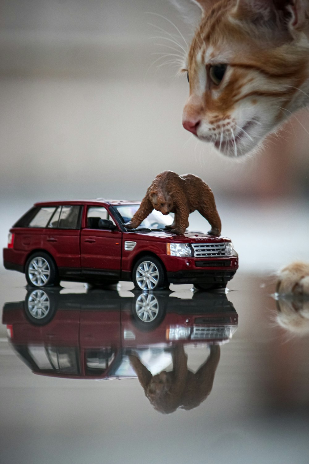a cat looking at a toy bear on top of a truck