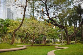 A lush green park featuring several large trees with elongated yellow fruit hanging from their branches. The park includes manicured lawns and curved concrete walkways. Tall modern buildings with glass exteriors are visible in the background, providing a contrast to the natural setting.