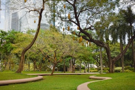 A lush green park featuring several large trees with elongated yellow fruit hanging from their branches. The park includes manicured lawns and curved concrete walkways. Tall modern buildings with glass exteriors are visible in the background, providing a contrast to the natural setting.