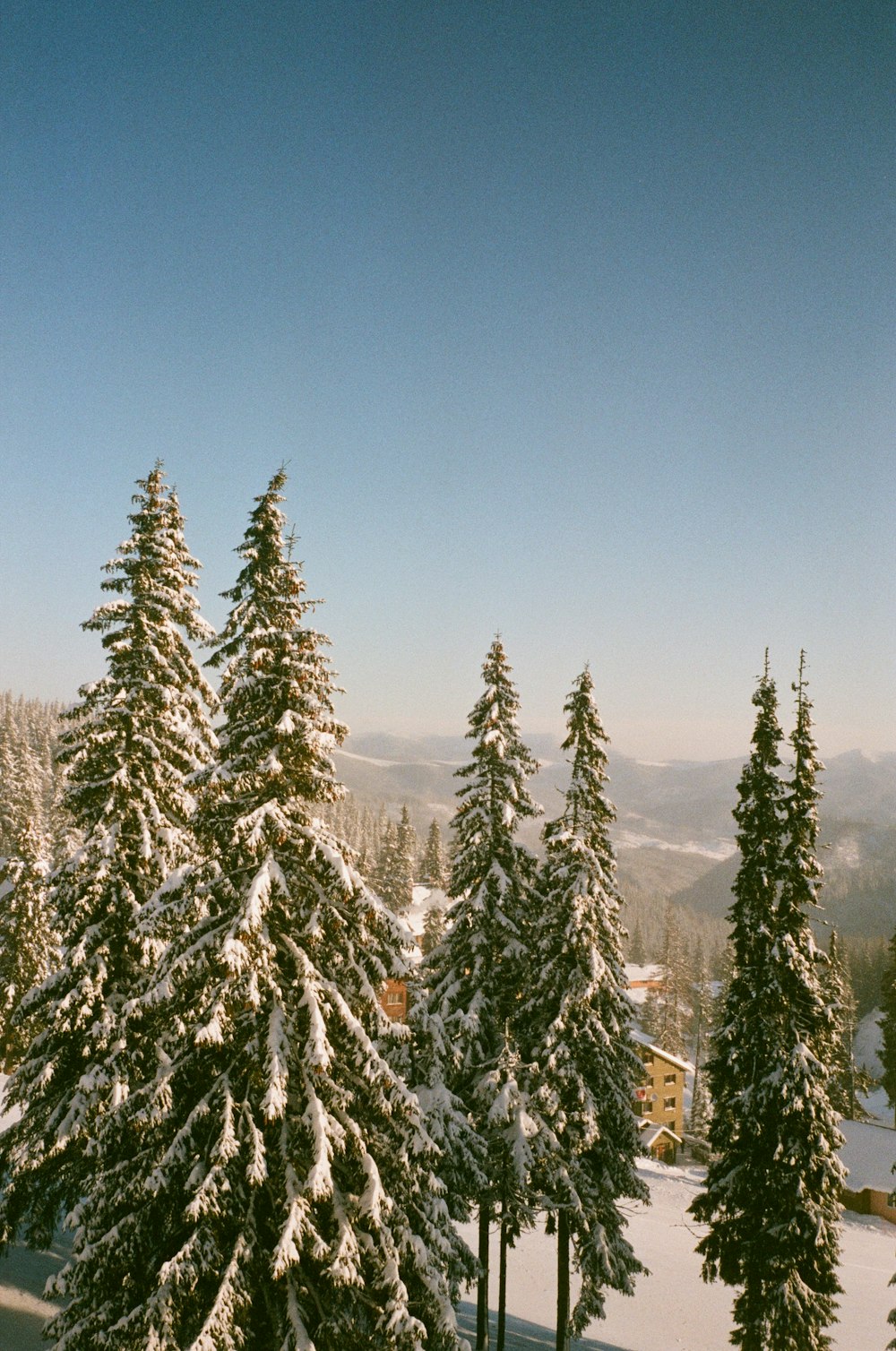 a group of pine trees covered in snow