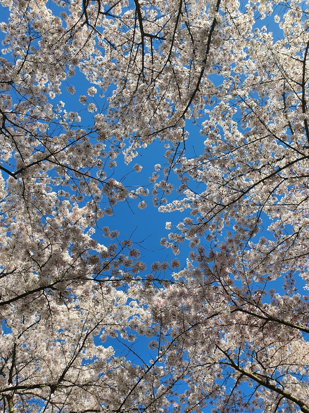 a view of a tree with white flowers and a blue sky in the background