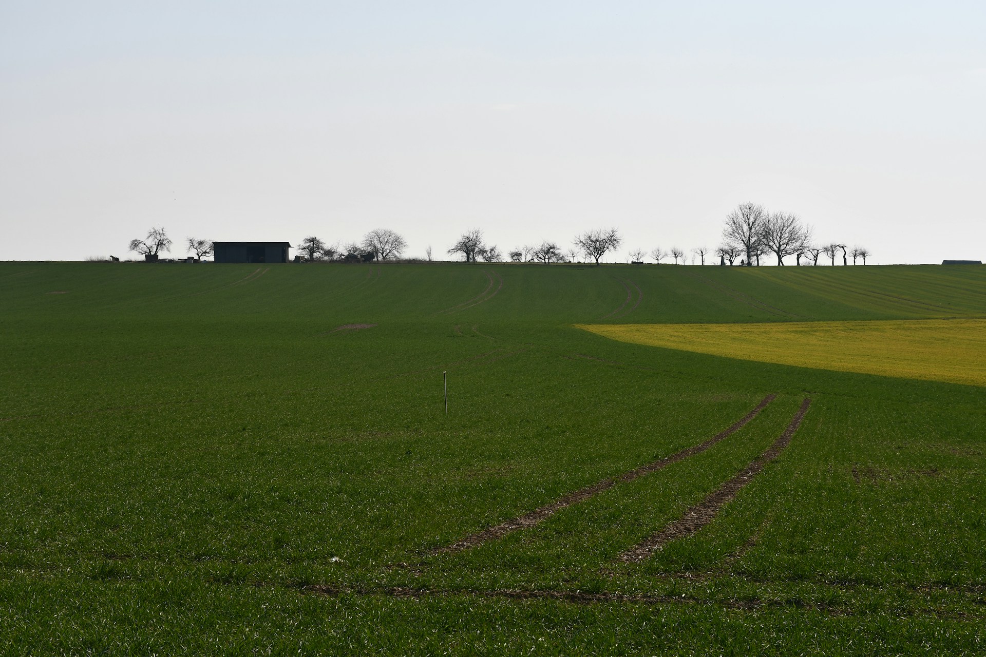 a green field with trees in the distance