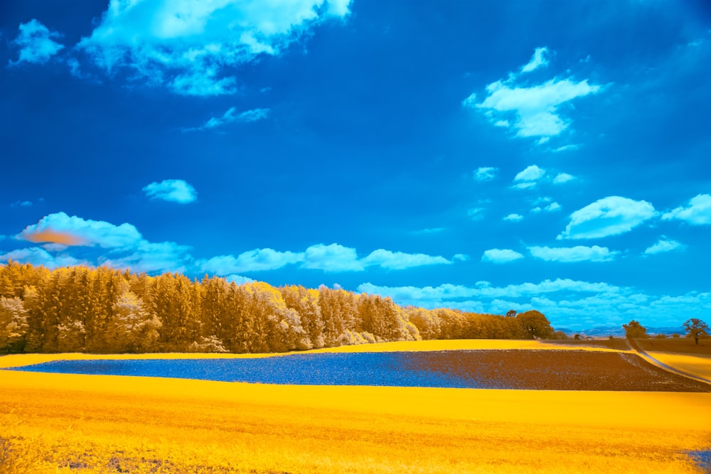 a yellow field with a blue lake in the middle of it