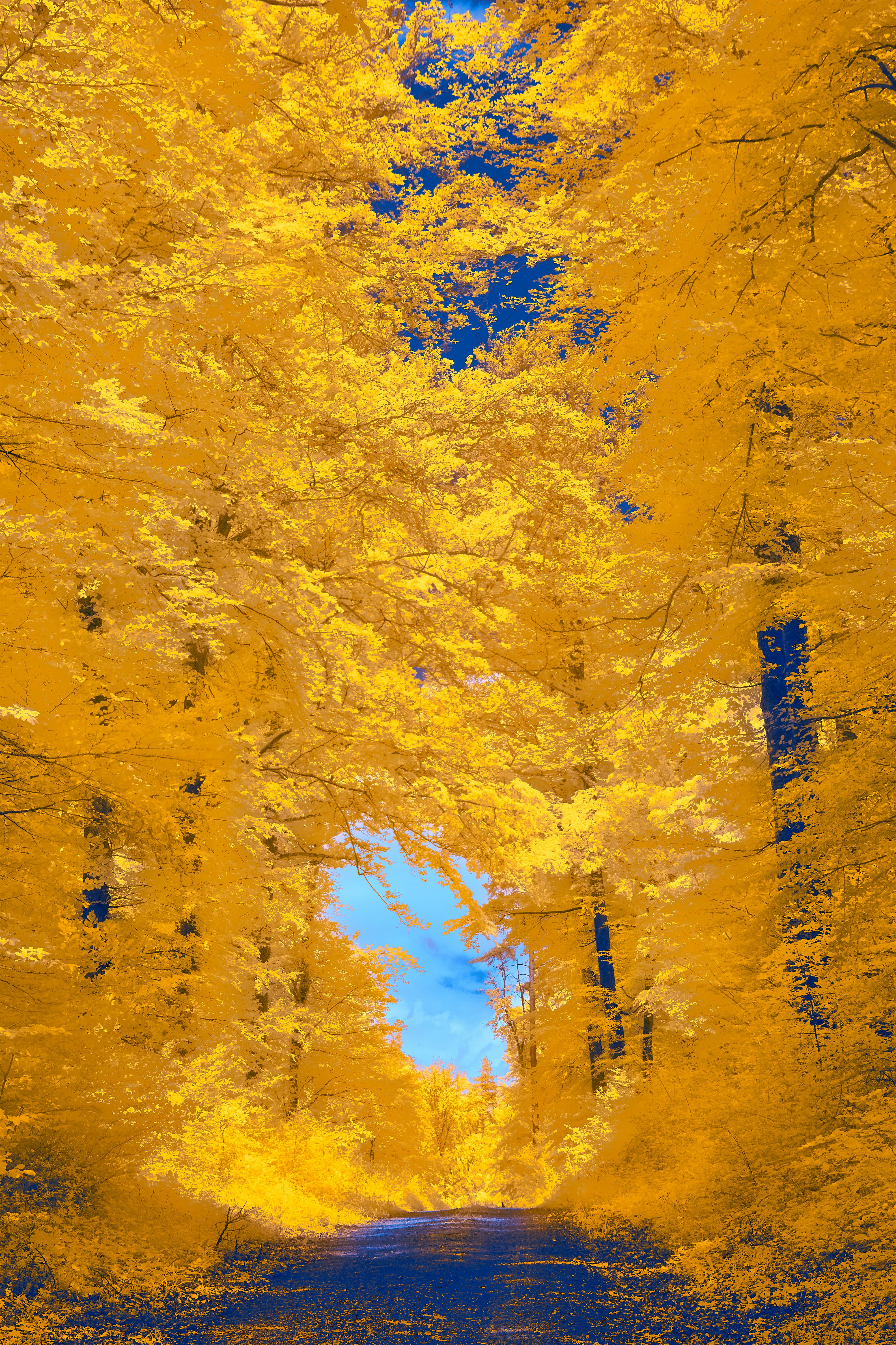 Photo by wolfgang_hasselmann