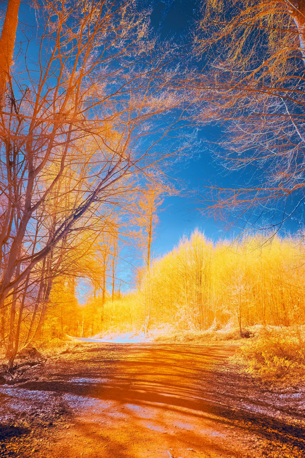 a dirt road surrounded by trees with yellow leaves