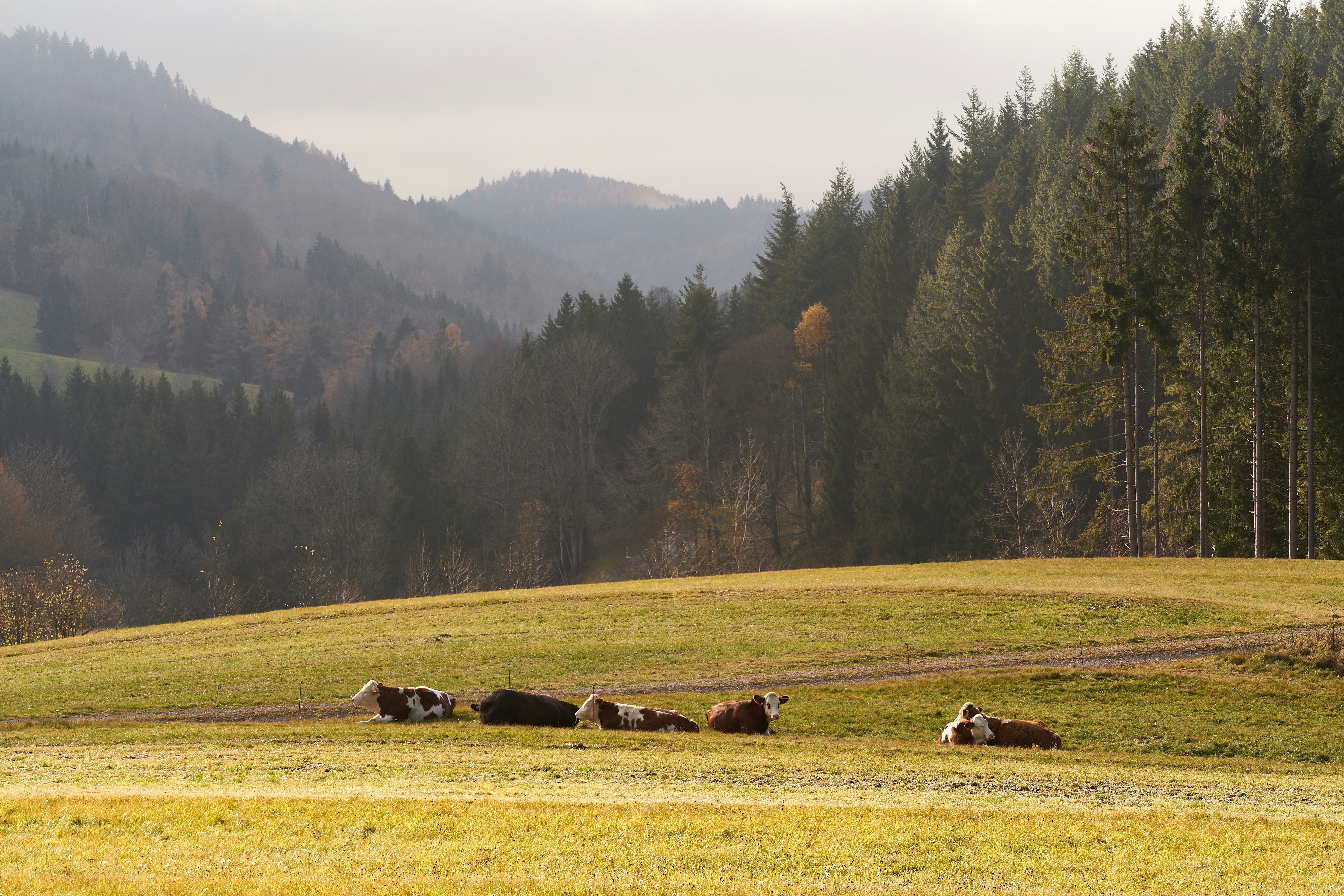 Photo by wolfgang_hasselmann