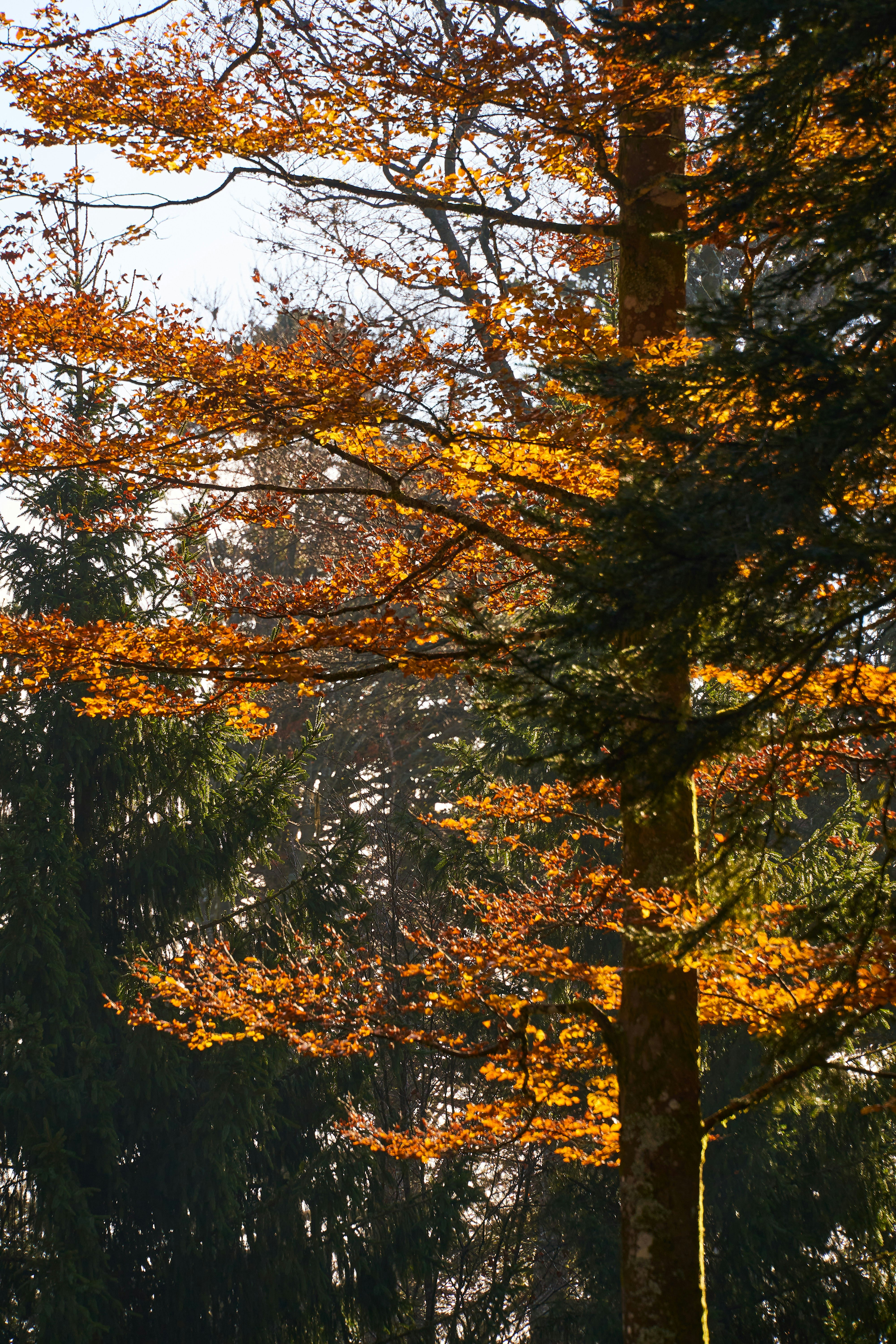 Photo by wolfgang_hasselmann