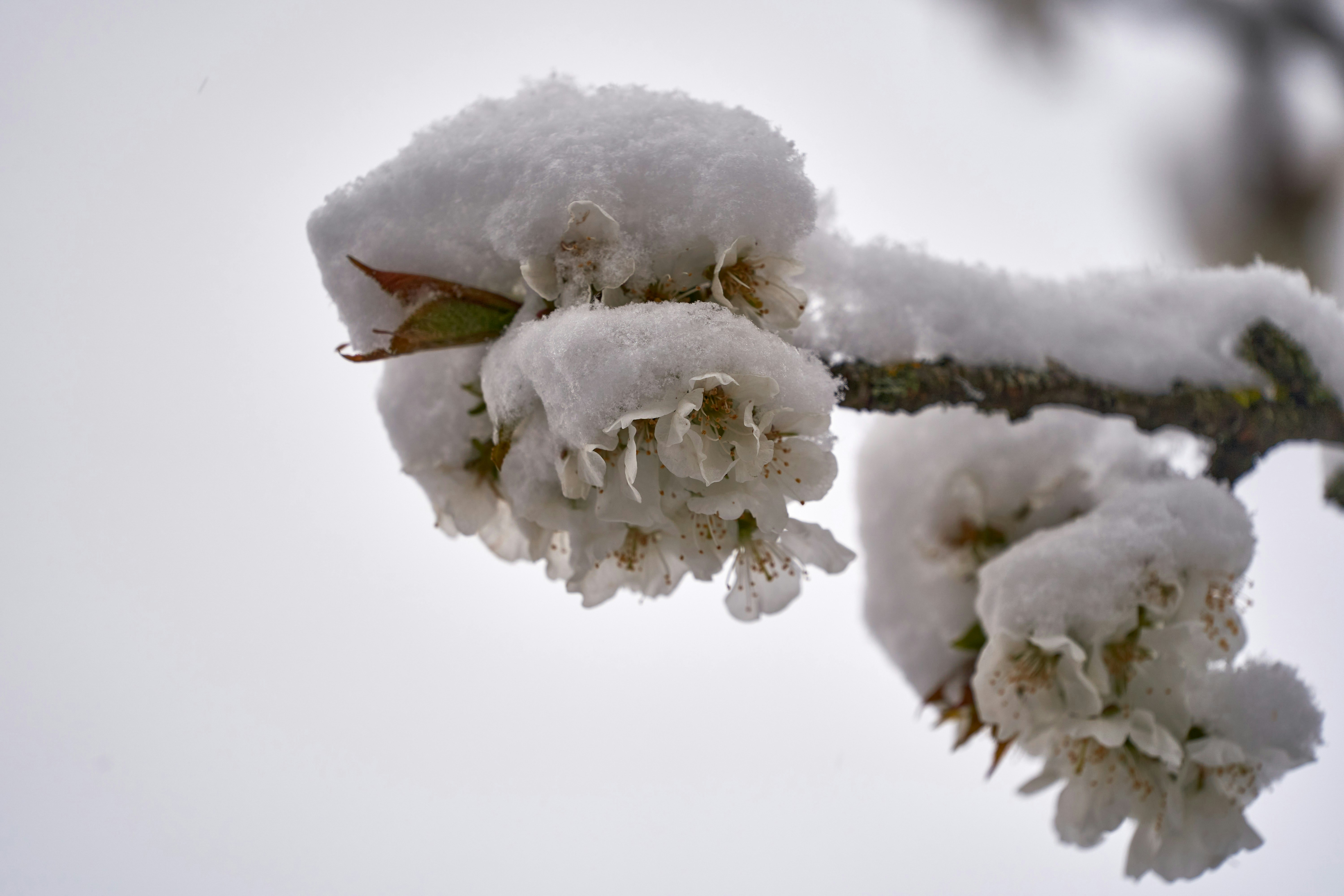 Photo by wolfgang_hasselmann