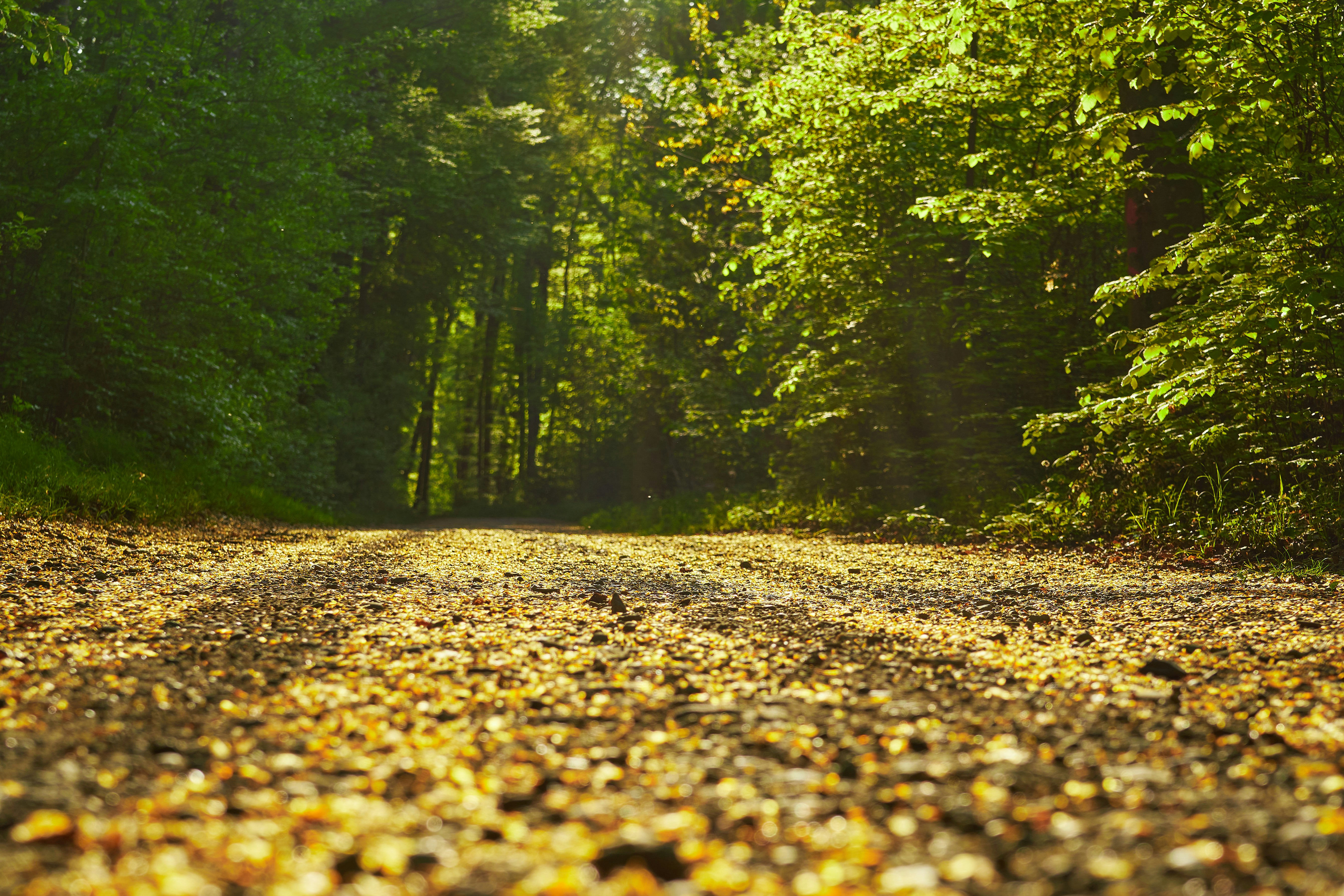 Photo by wolfgang_hasselmann