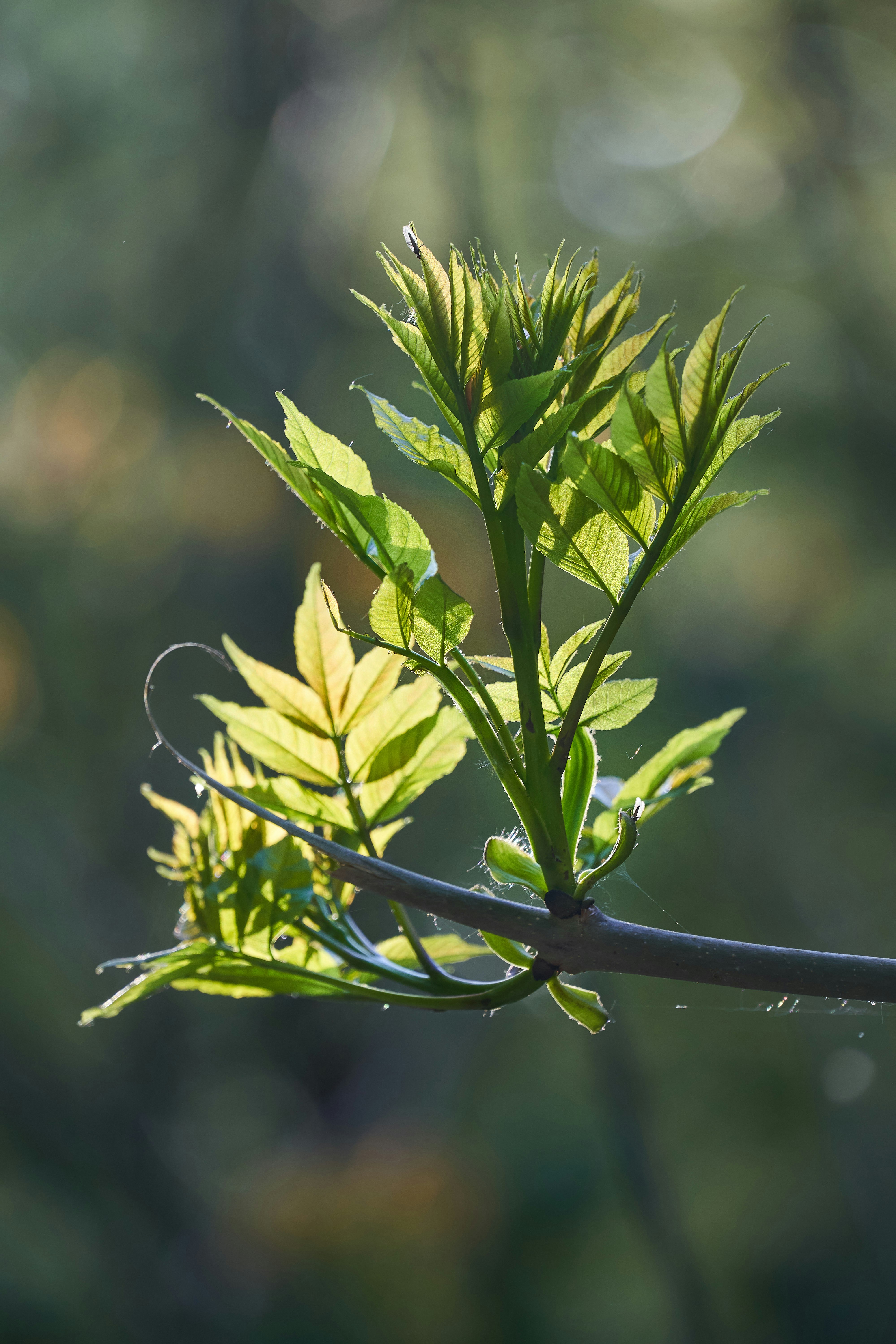 Photo by wolfgang_hasselmann