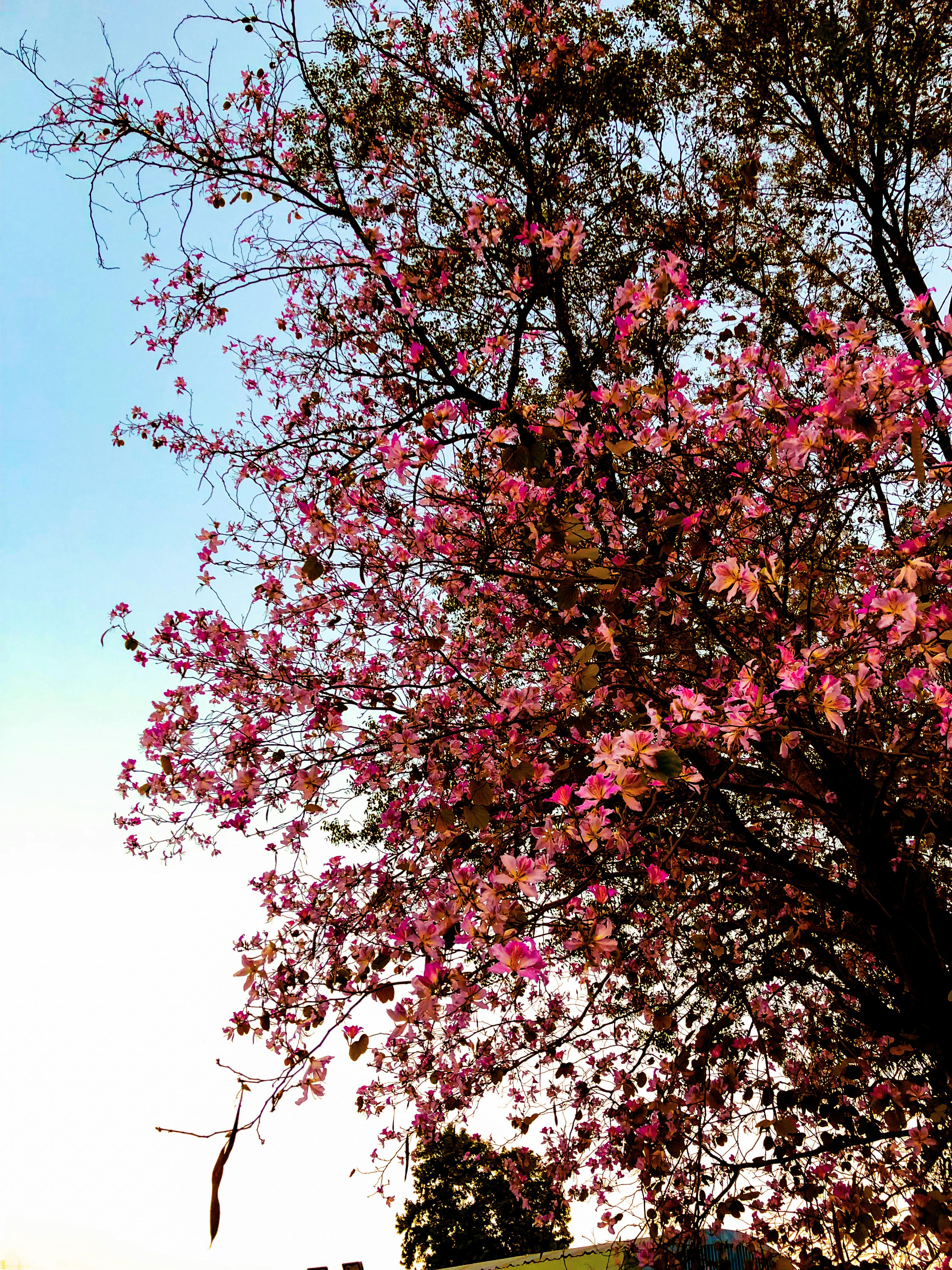 Photo by hemlata_design