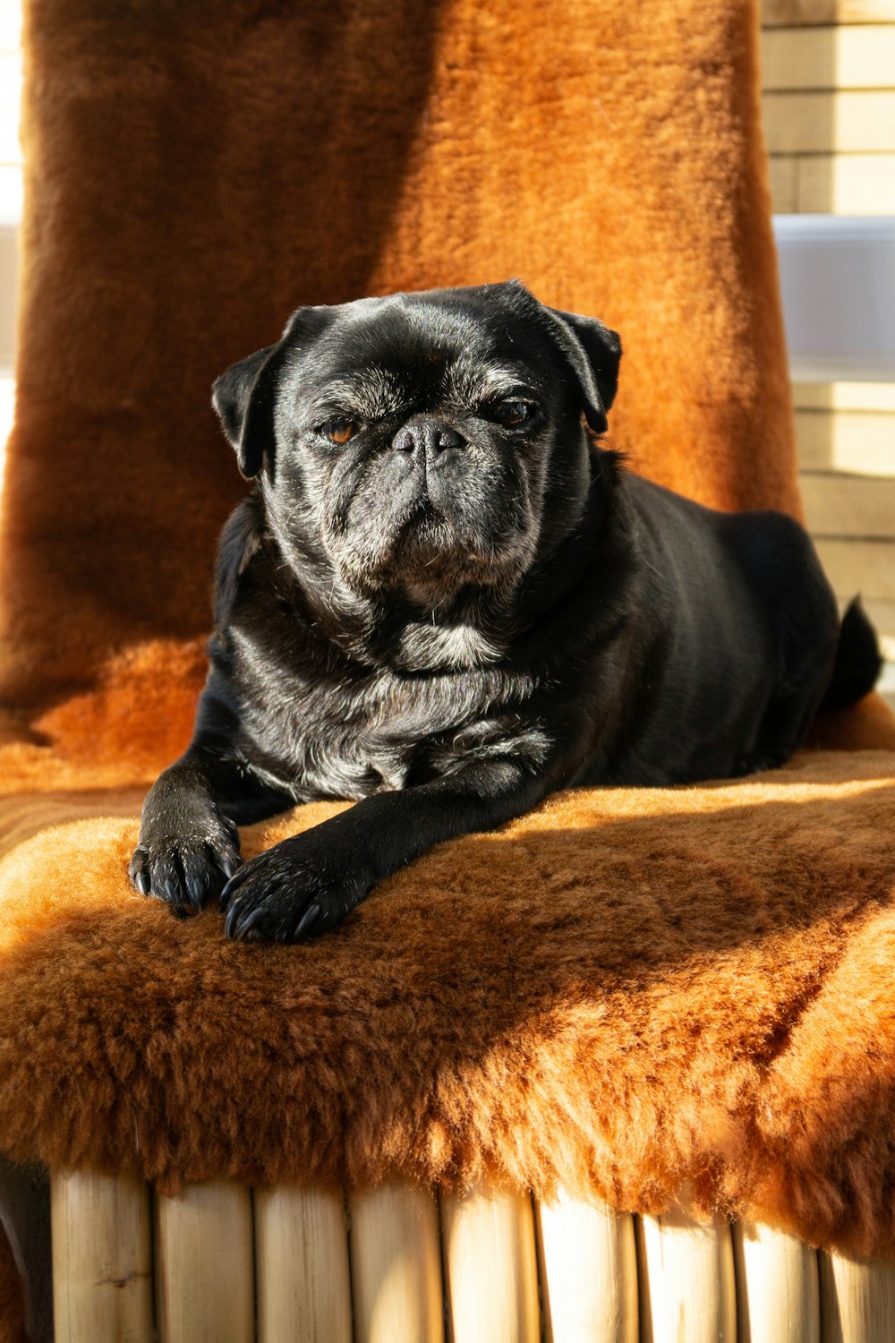 a black dog laying on top of a brown chair