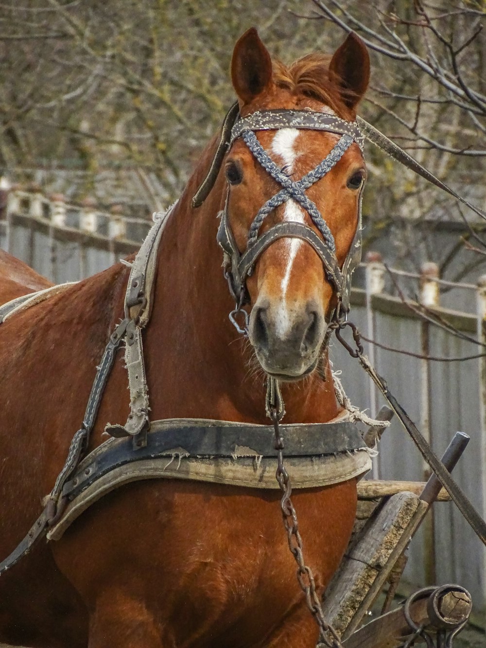 a brown horse with a white spot on it's face