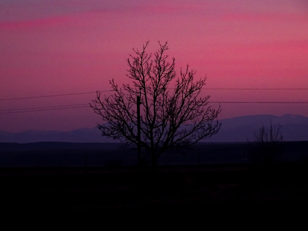 a lone tree is silhouetted against a pink sky