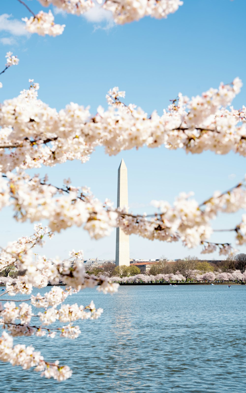 the washington monument is seen through the cherry blossoms